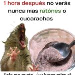 Remedio Casero Efectivo para Eliminar Ratones y Cucarachas