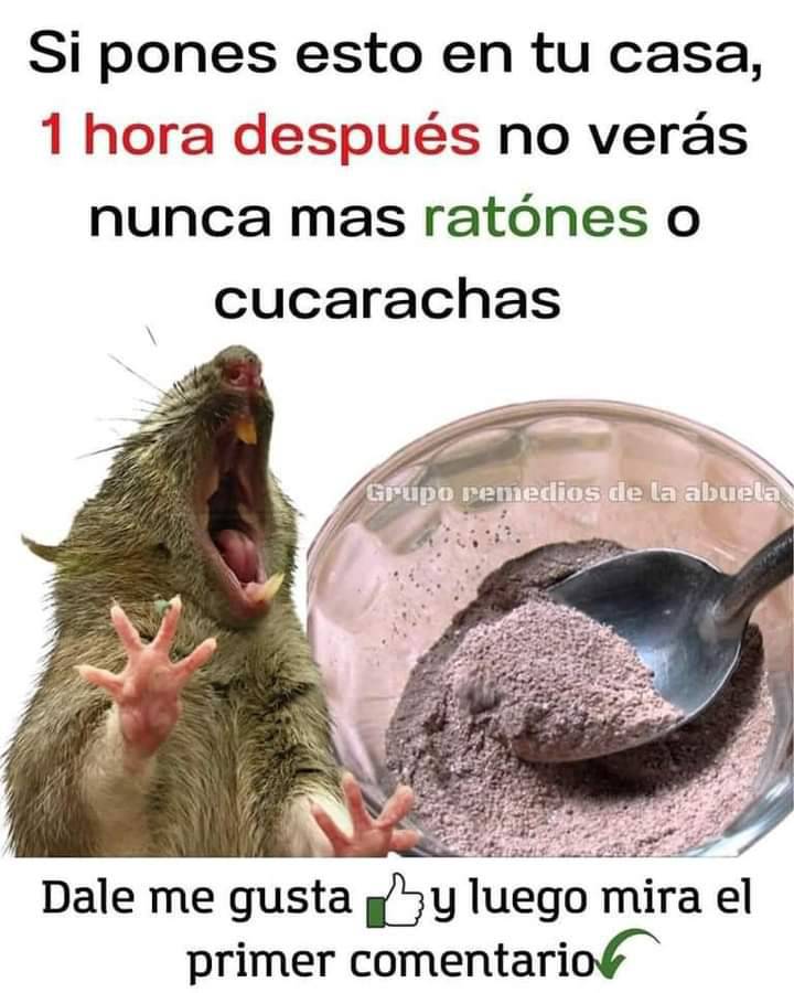 Remedio casero para eliminar ratones y cucarachas
