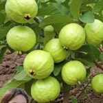 Guayaba: El Tesoro Natural de tu Hogar