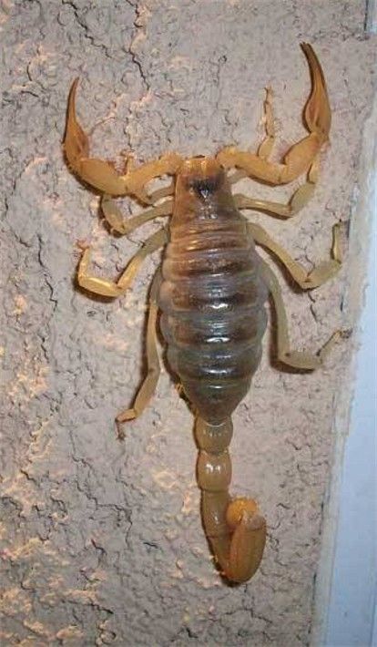 Alacrán sobre una superficie rugosa