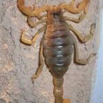 El Alacrán en Tu Hogar: Un Mensaje del Destino y su Significado