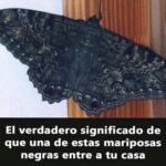 El Misterioso Significado de las Mariposas Negras en tu Hogar