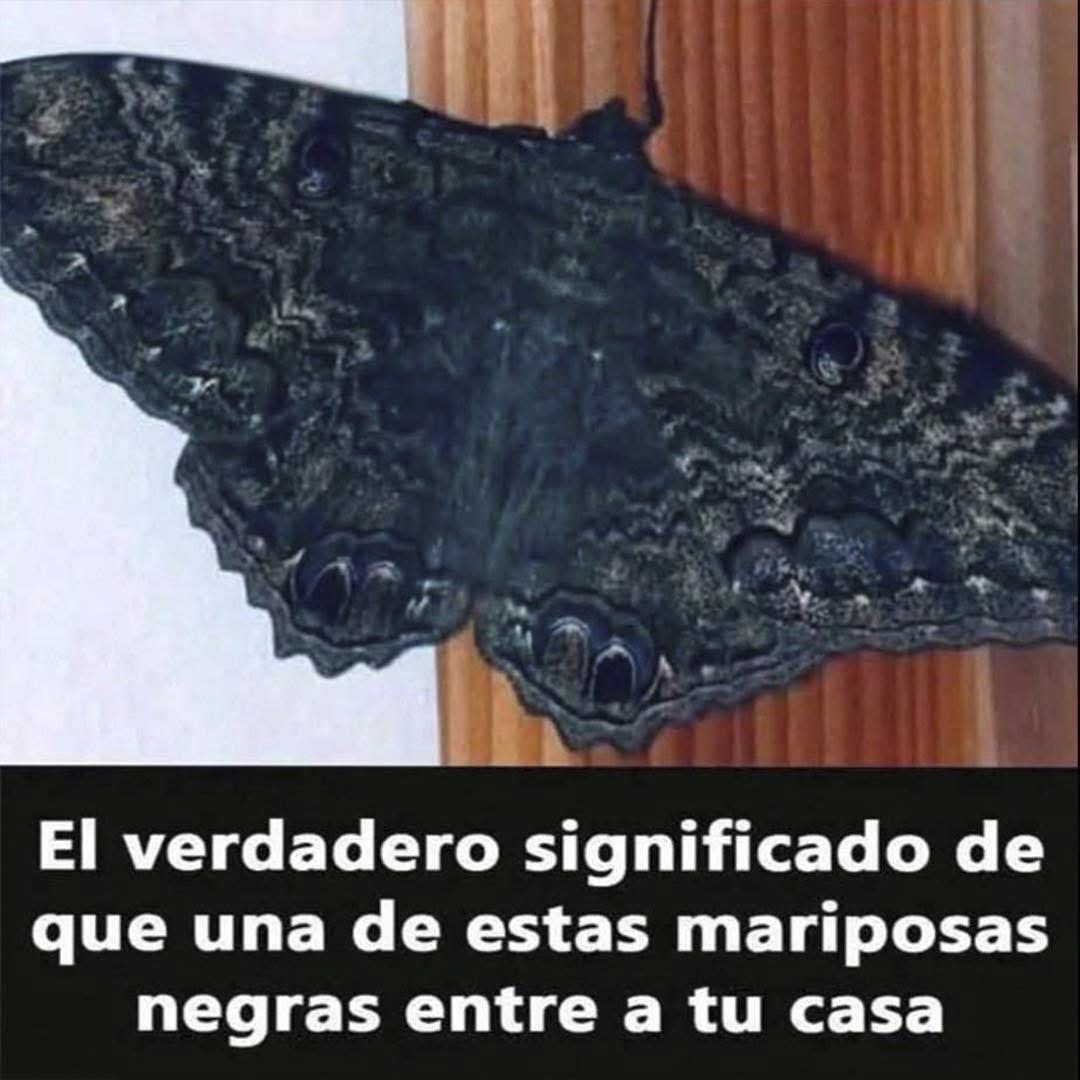 Mariposa negra posada en un marco de madera