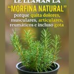 Romero: La Morfina Natural para Dolores Musculares y Articulares
