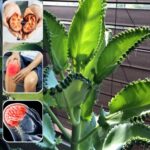 Los Poderosos Beneficios de la Planta Milagrosa: Bryophyllum Calycinum