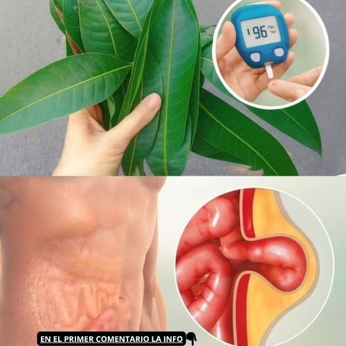 El poder curativo de la hoja de mango