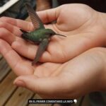 El Significado Espiritual de un Colibrí en Tu Hogar