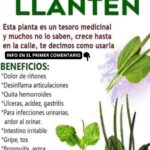 Descubre el Llantén: Maravilla Medicinal para tu Salud