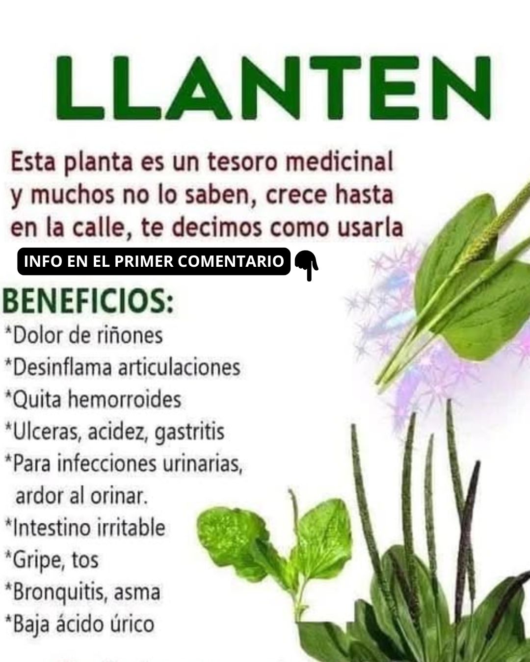 Llantén, planta medicinal