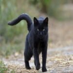 ¿Qué Significa Cuando un Gato Negro se Te Acerca?