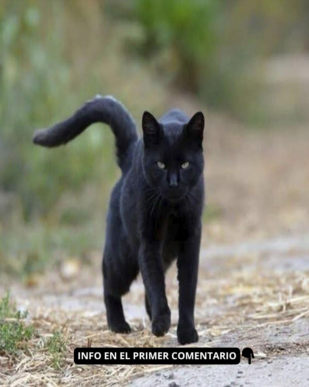 Gato negro camina por un camino de tierra
