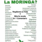 Receta Tradicional y Propiedades de la Moringa para Combatir Más de 40 Afecciones