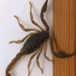 ¿Por qué los Alacranes Visitan Tu Hogar? Significados y Consejos Prácticos