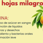 Infusión Natural de Hojas Milagrosas: El Secreto de Abuelas para la Salud