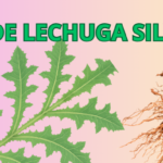 La Raíz de Lechuga Silvestre: Un Potente Calmante Natural para Tu Salud